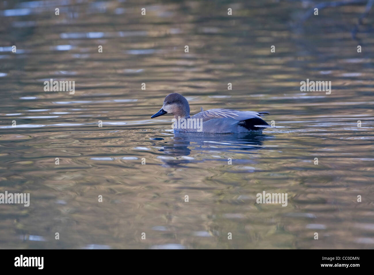 Gadwall Duck Anas Strepera on an open lake in winter Stock Photo
