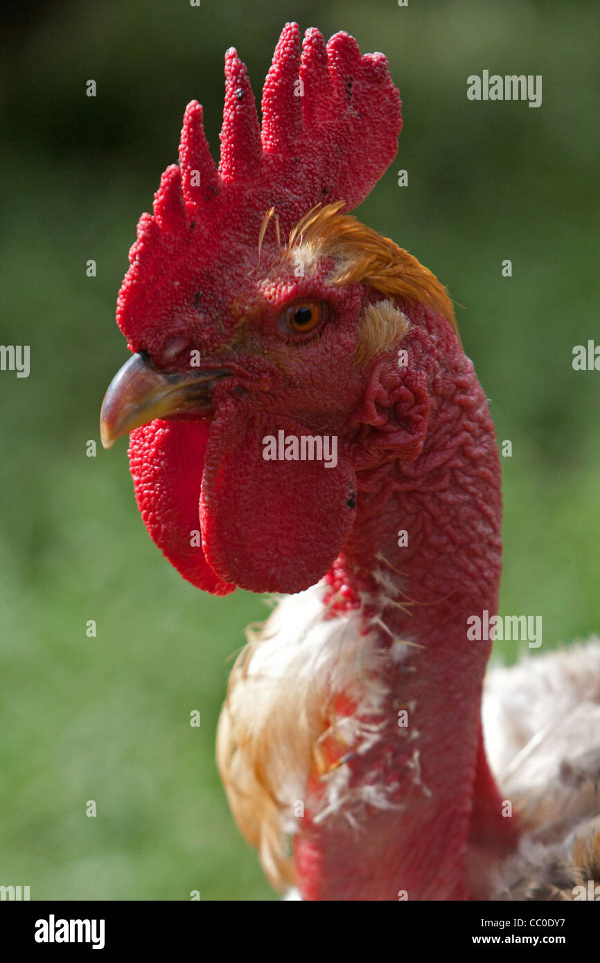 PORTRAIT OF A RED-NECKED ROOSTER SEEN FROM THE BACK, FRANCE Stock Photo