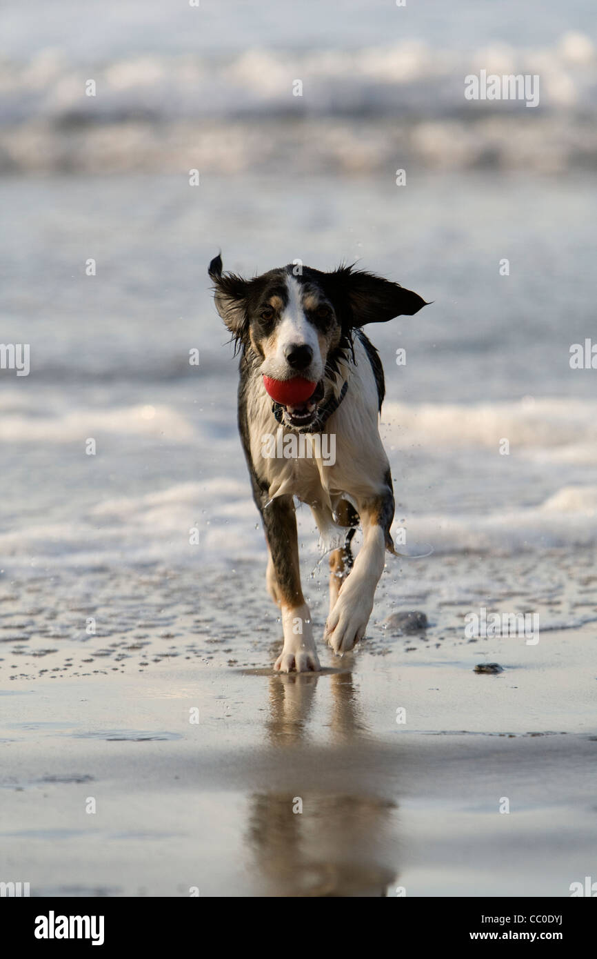 A collie cross springer spaniel runs from the sea with a red ball in its mouth Stock Photo