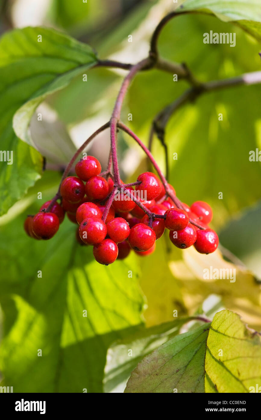 Viburnum dilatatum. Close up of the berries of Linden viburnum. Stock Photo