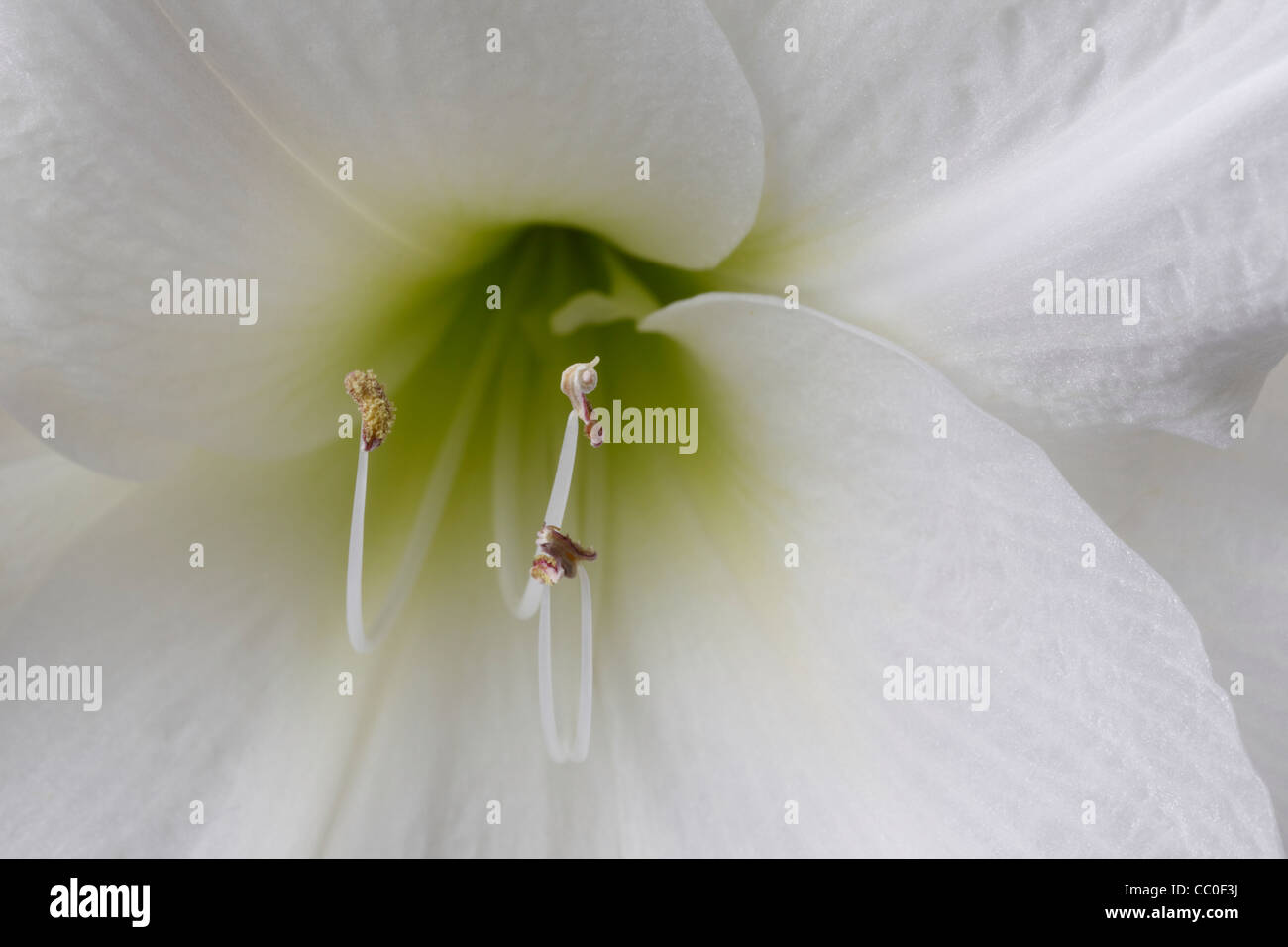 White Amaryllis Ice Queen Stock Photo - Alamy