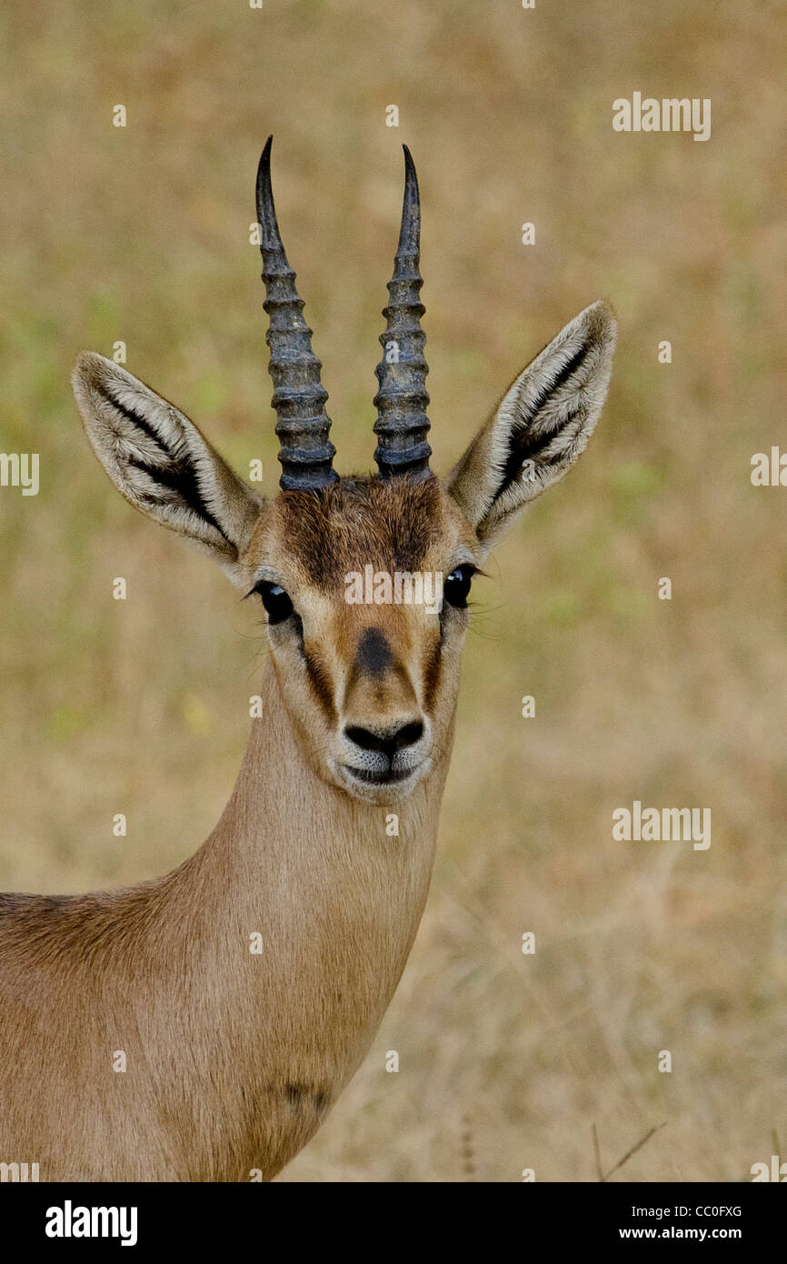 Chinkara india hi-res stock photography and images - Alamy Chinkara india hi-res stock photography and images - Alamy