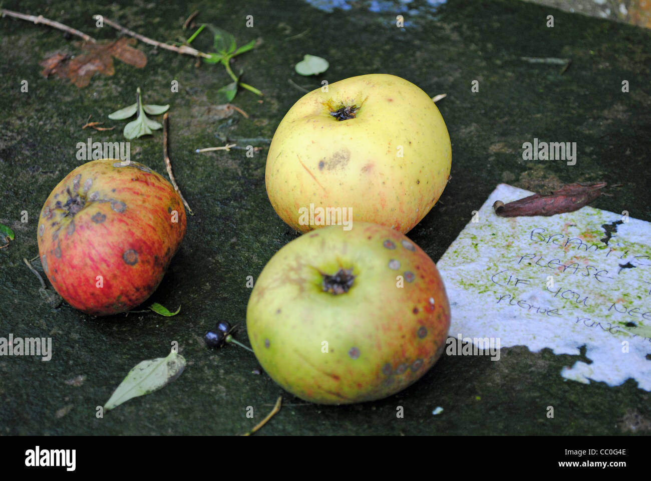 free-bramley-apples-stock-photo-alamy