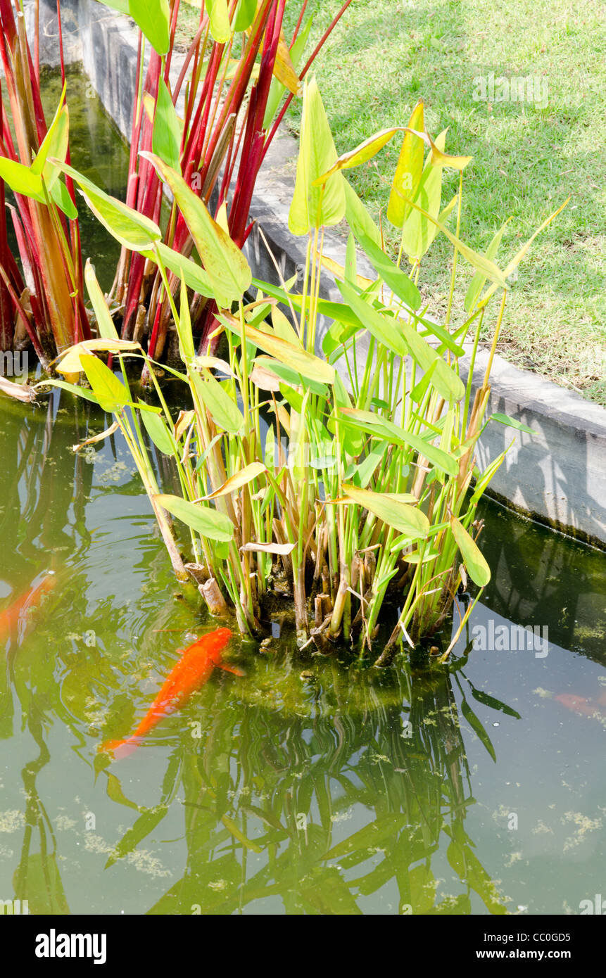 Koi swims up to plant in pond in Chiang Mai Thailand Stock Photo