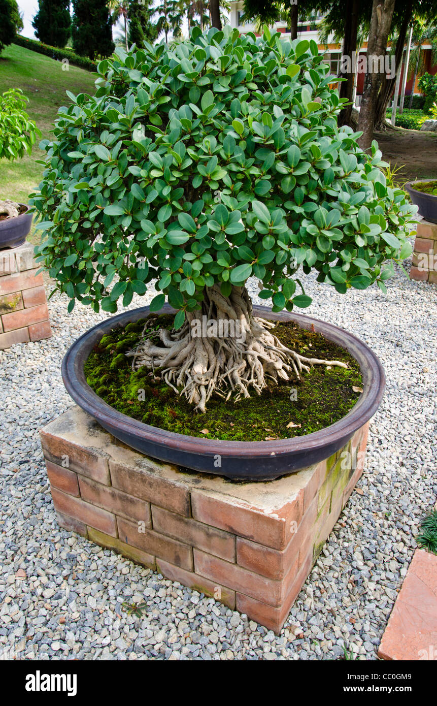 Bonzai tree in pot on brick stand at International Horticultural Exposition  in Chiang Mai Thailand Stock Photo - Alamy