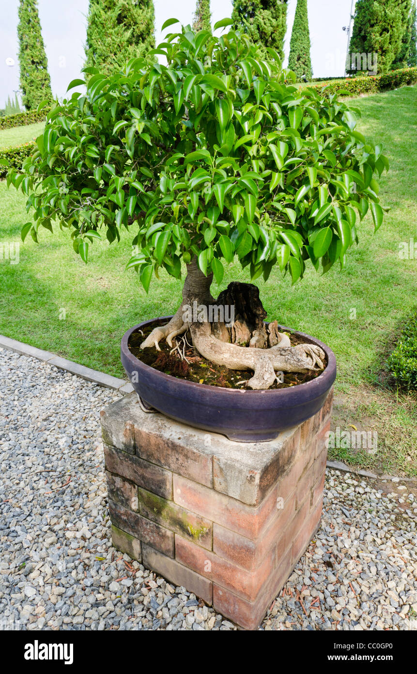 Bonzai tree in pot on brick stand at International Horticultural Exposition  in Chiang Mai Thailand Stock Photo - Alamy