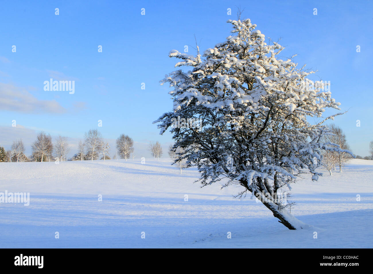 Lone  Hawthorn tree covered in snow. Leitrim. Ireland Stock Photo