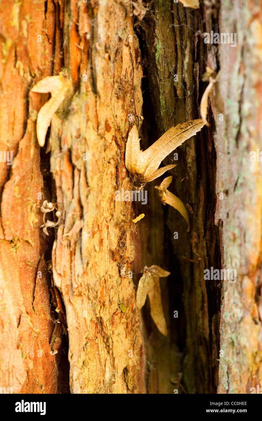 Fallen leaves caught on the bark of a Calocedrus decurrens, Incense Cedar, tree Stock Photo