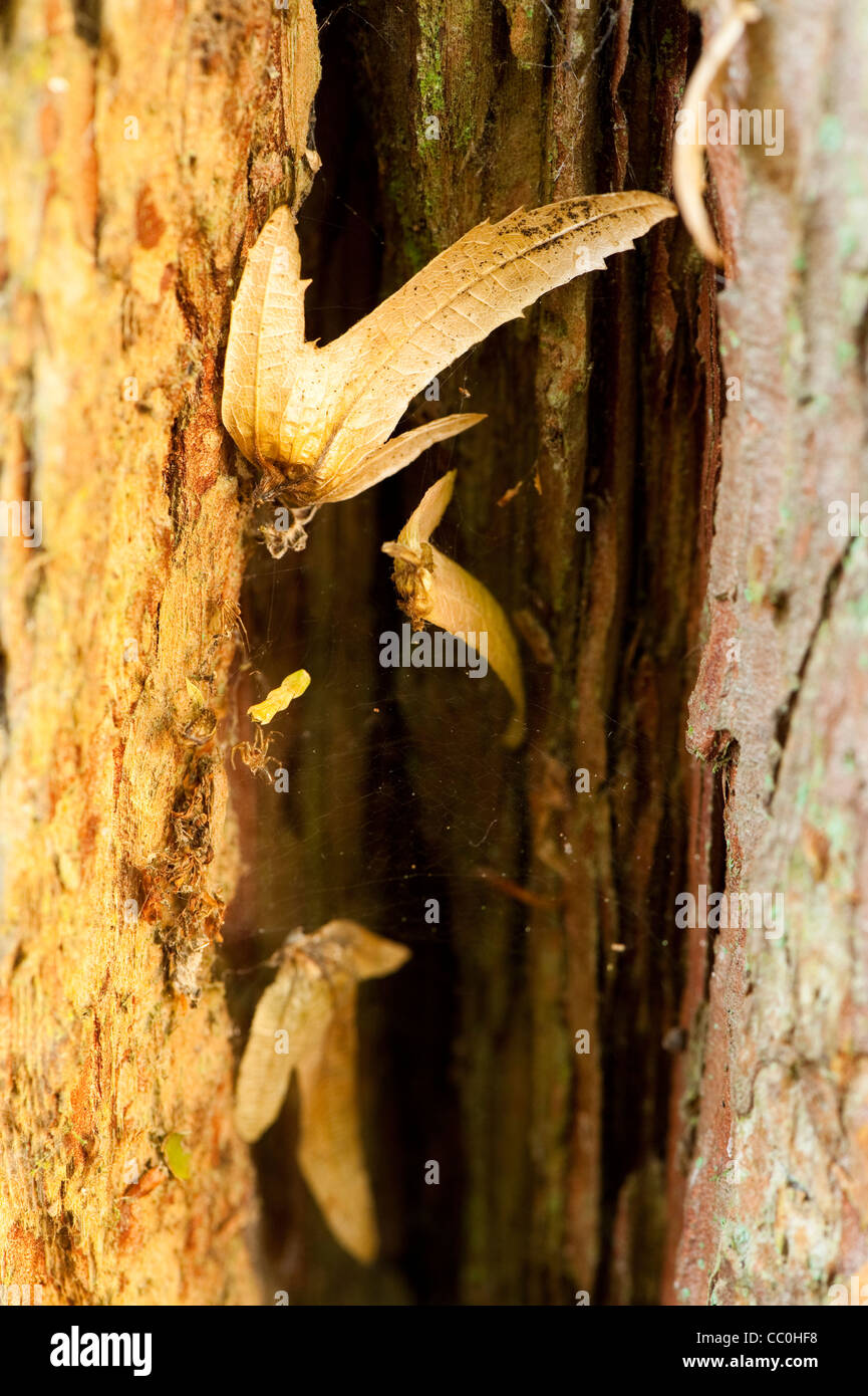 Fallen leaves caught on the bark of a Calocedrus decurrens, Incense Cedar, tree Stock Photo