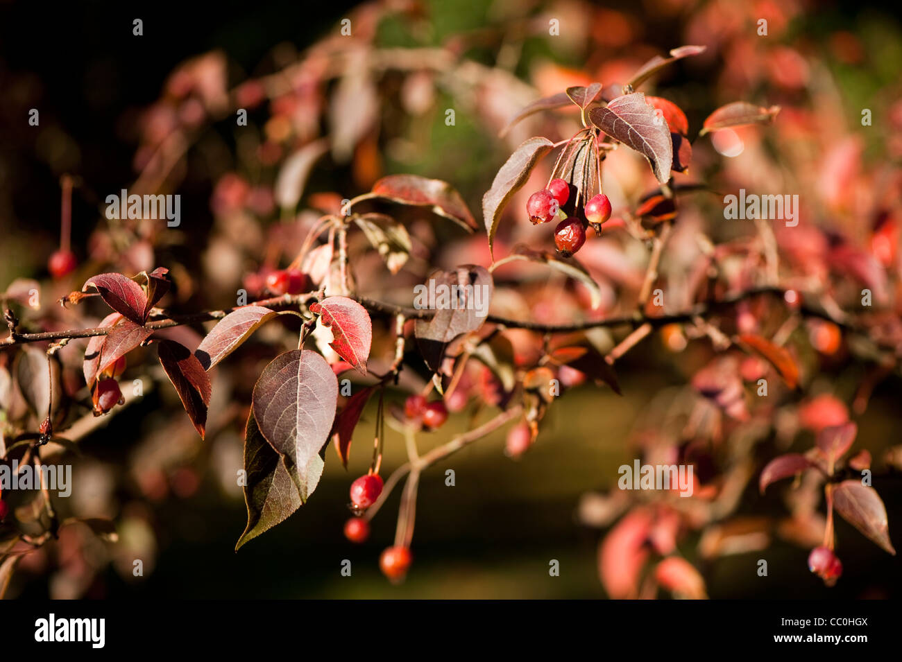 Malus sikkimensis, Flowering Crab Apple, in autumn Stock Photo