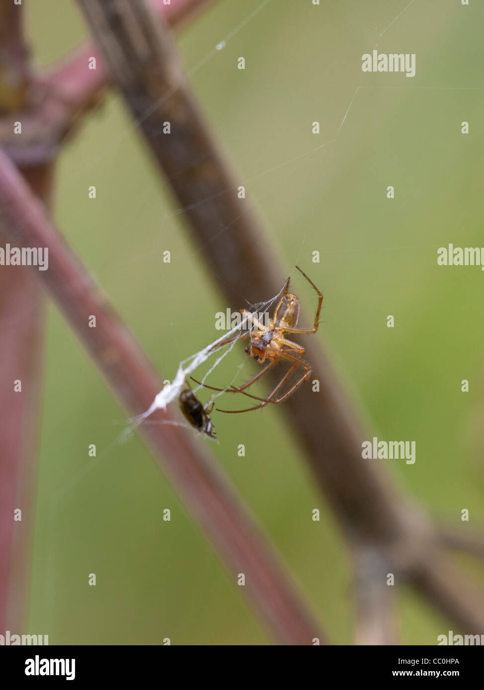 Spider Meta species on it's web with a prey item Stock Photo
