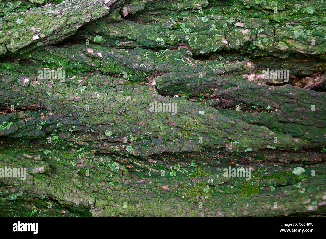 Closeup of lichen and moss on aged Black Locust (Robinia pseudoacacia L) tree deeply craggy rough bark and green lichen and moss Stock Photo