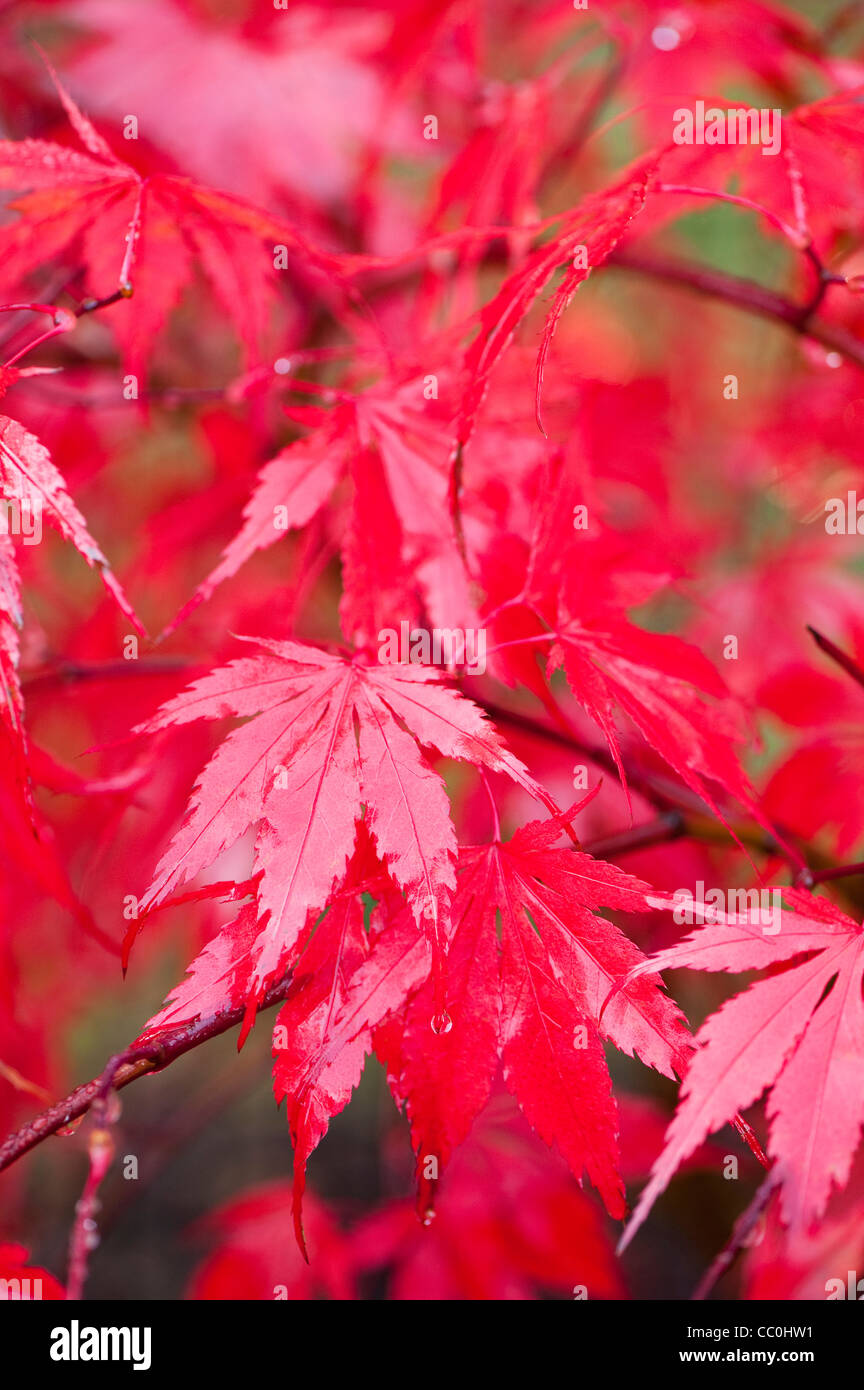 Acer palmatum mon papa japanese hi-res stock photography and images - Alamy