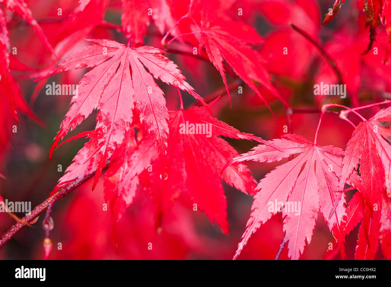 Acer palmatum mon papa japanese hi-res stock photography and images - Alamy