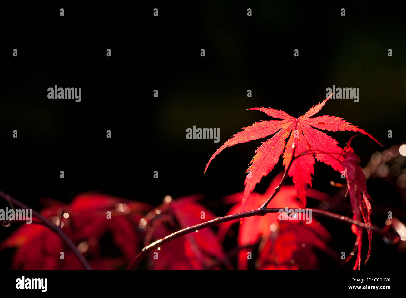 Acer palmatum mon papa japanese hi-res stock photography and images - Alamy