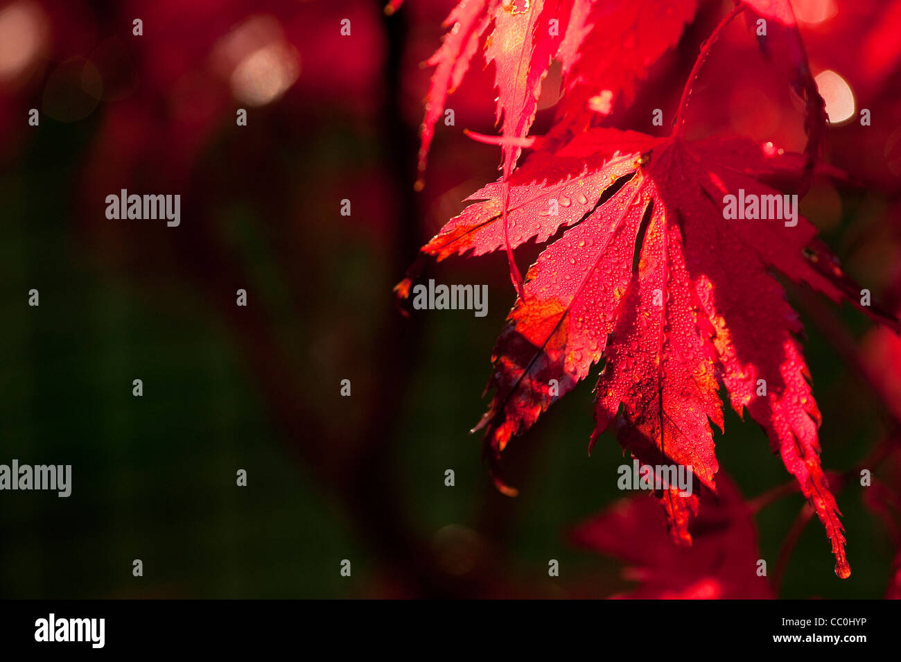 Acer palmatum mon papa japanese hi-res stock photography and images - Alamy