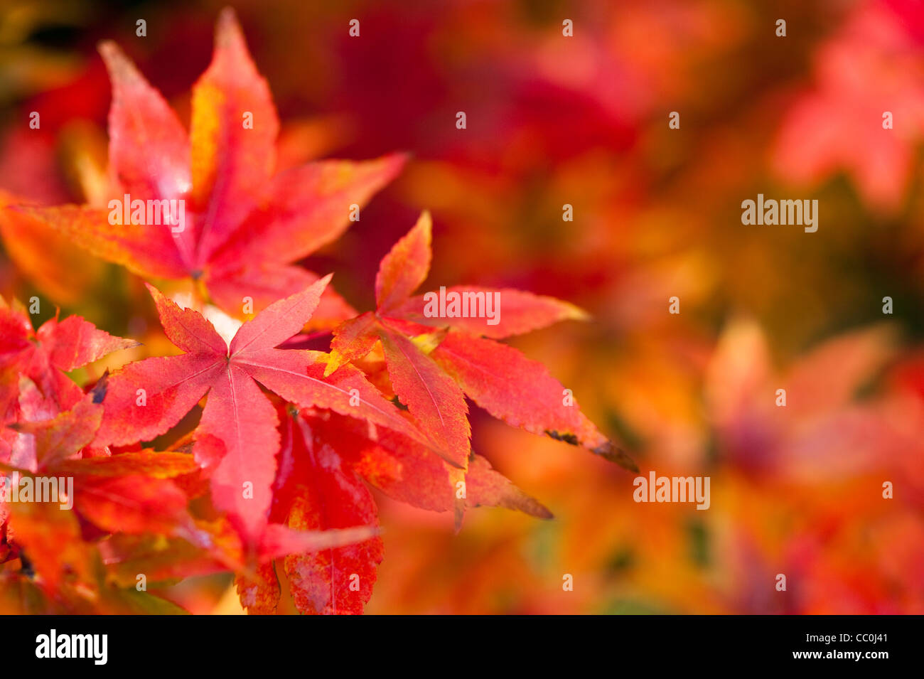 Acer pubipalmatum, Maple, in autumn Stock Photo