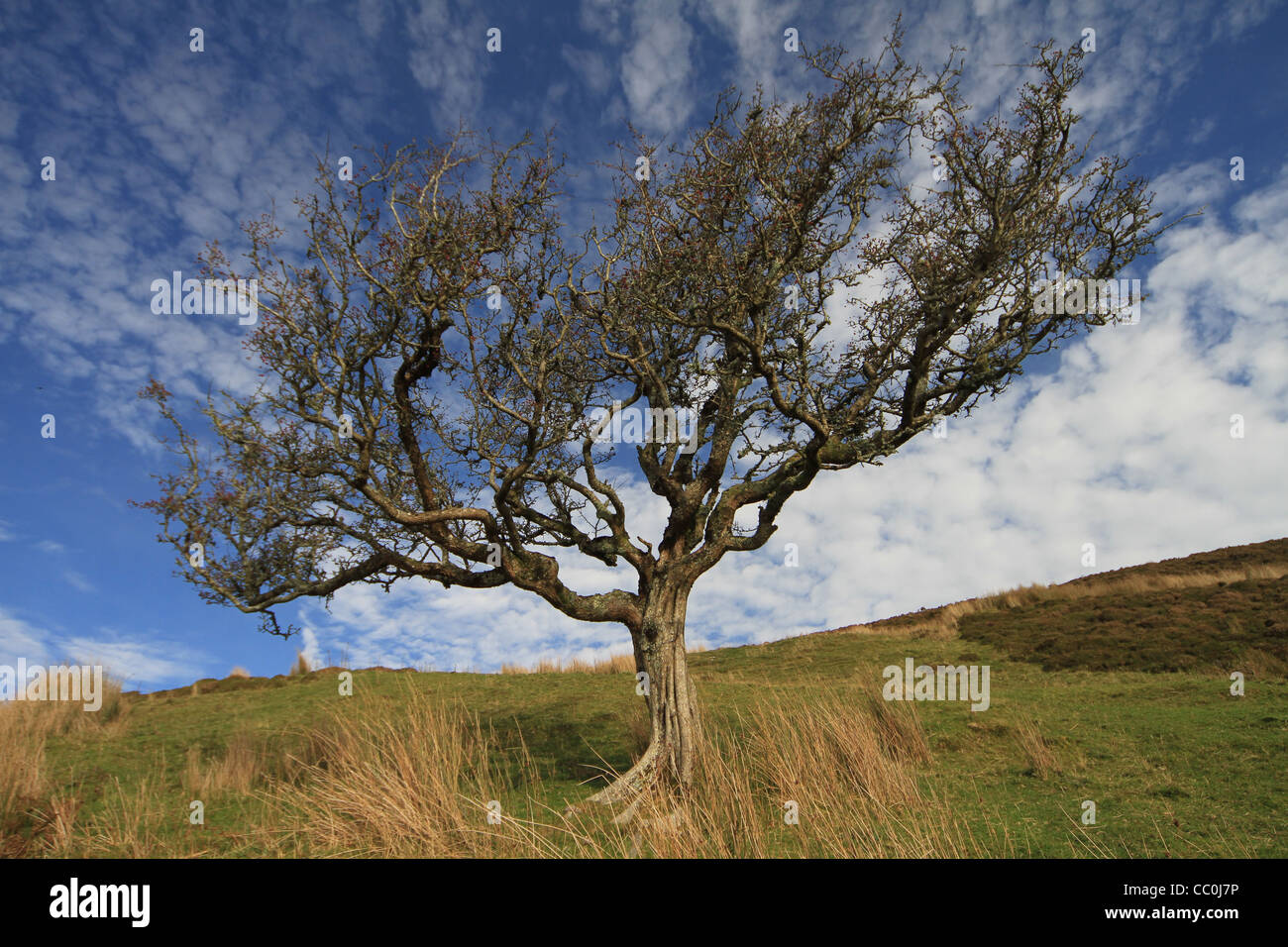 Gnarled hawthorn tree. Leitrim. Ireland Stock Photo Alamy