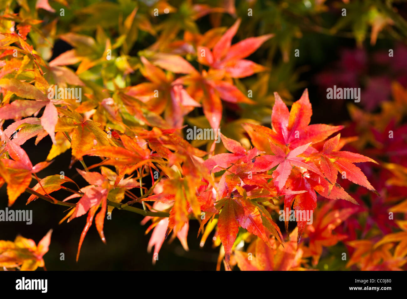 Acer pubipalmatum, Maple, in autumn Stock Photo