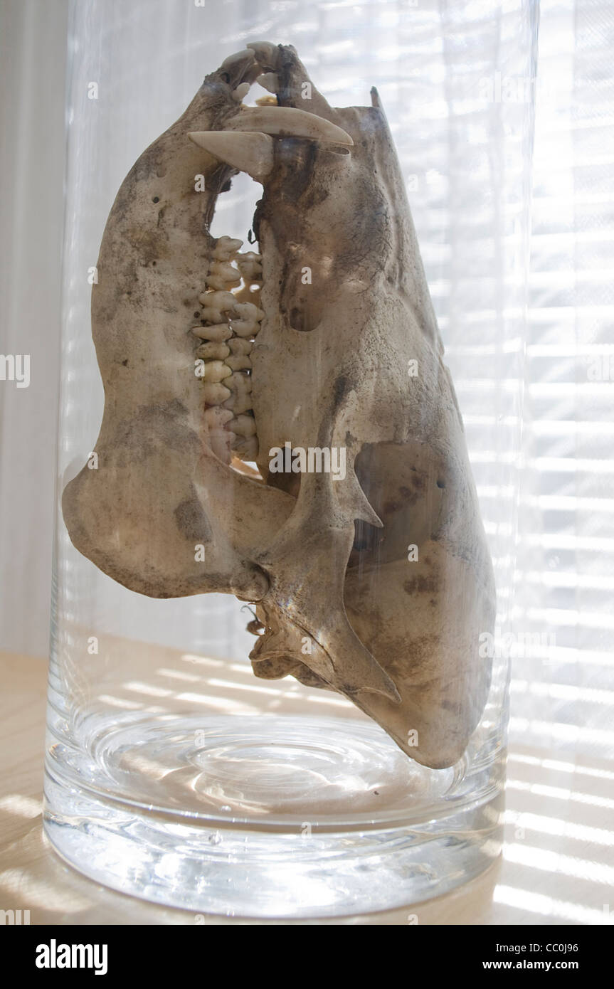 Javelina (Collared Peccary (Pecari tajacu) or musk hog) skull displayed on end in large glass beaker Stock Photo