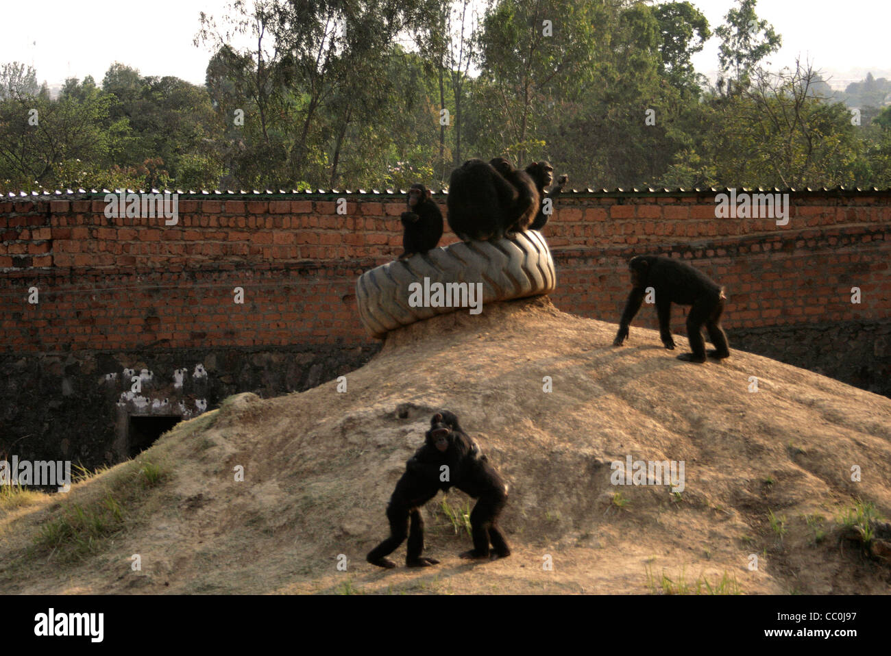 JACK Sanctuary, Lubumbashi, DRC Stock Photo