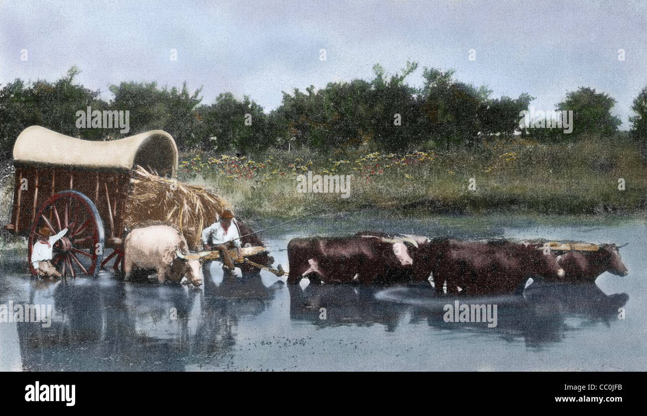 Argentina. Yoke of oxen wading a lagoon. Reproduction of a photograph in the press of the time (early twentieth century). Stock Photo