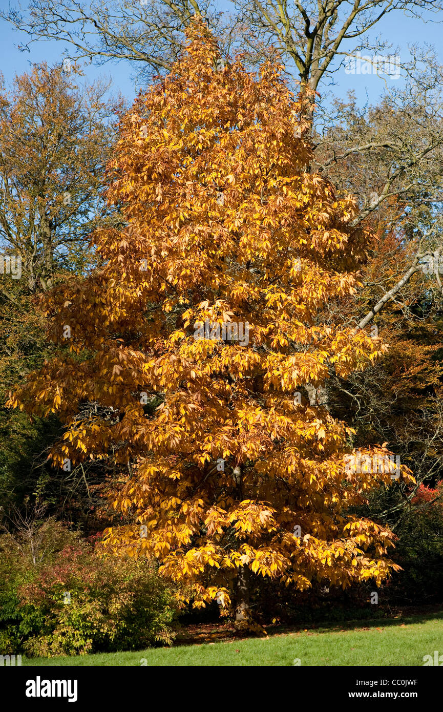 Carya ovata, Shagbark Hickory, in autumn Stock Photo