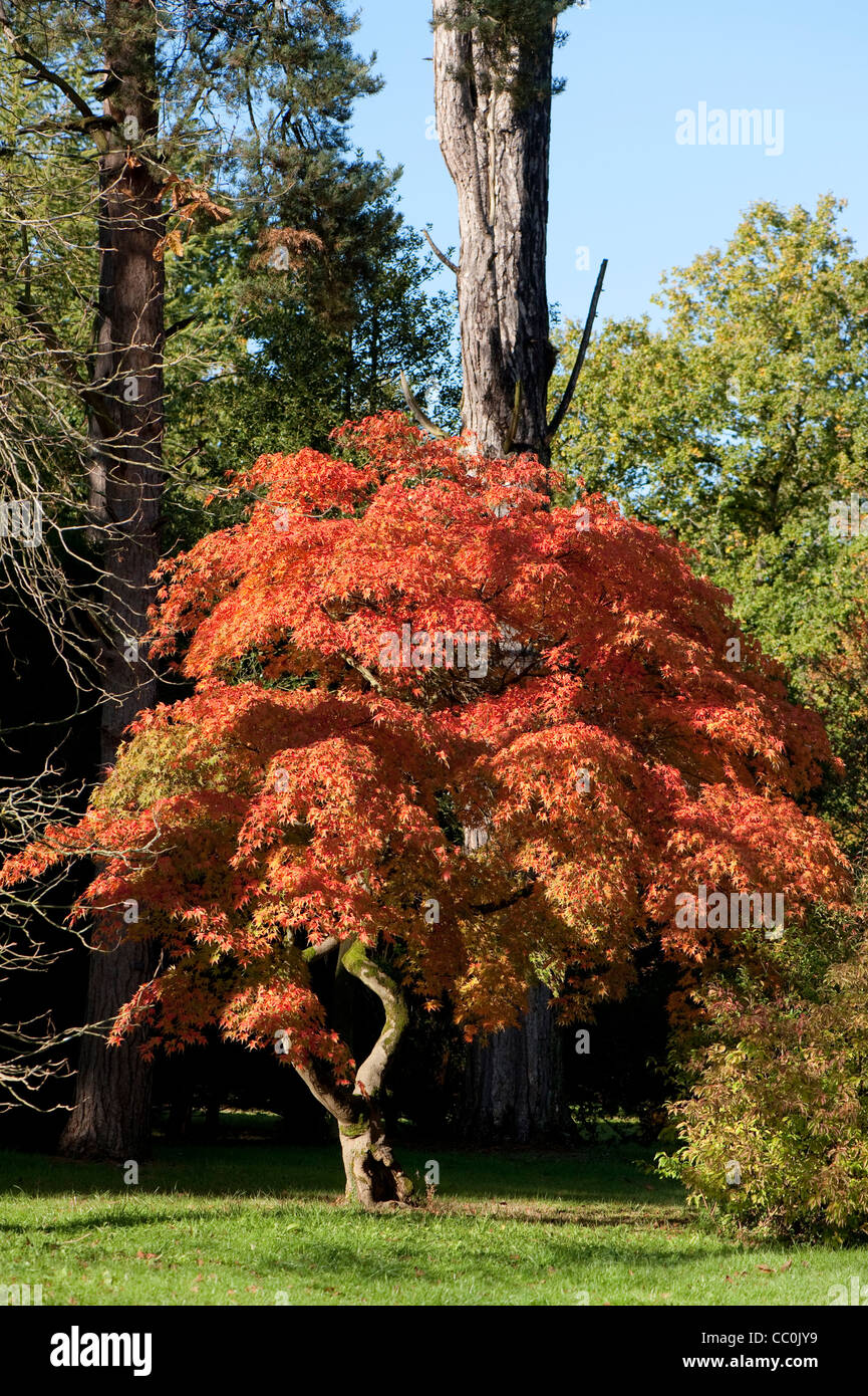 Smooth japanese maple hi-res stock photography and images - Alamy