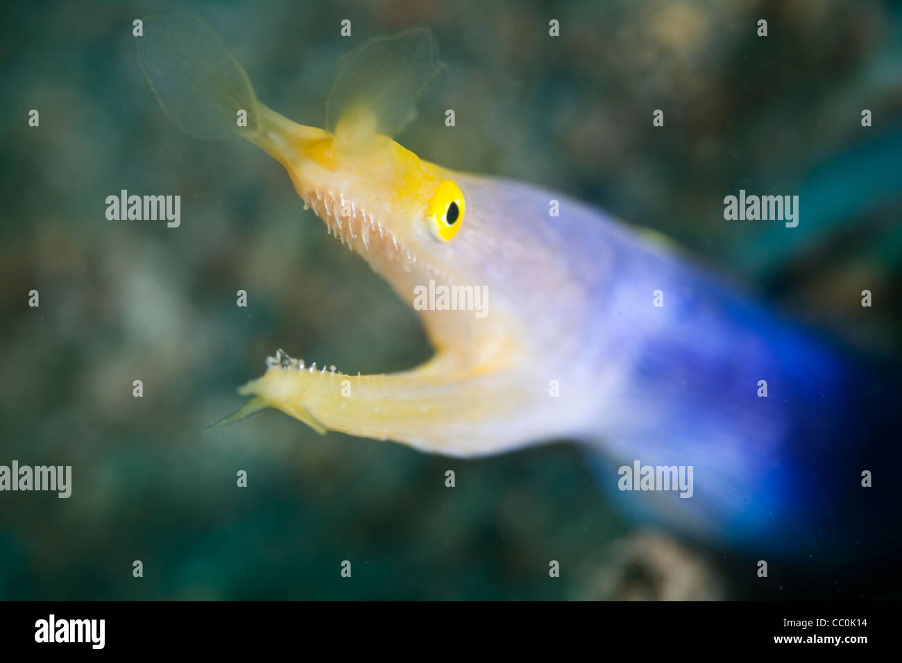 Ribbon eel (Rhinomuraena quaesita) male. This species is a protandrous hermaphrodite and males
