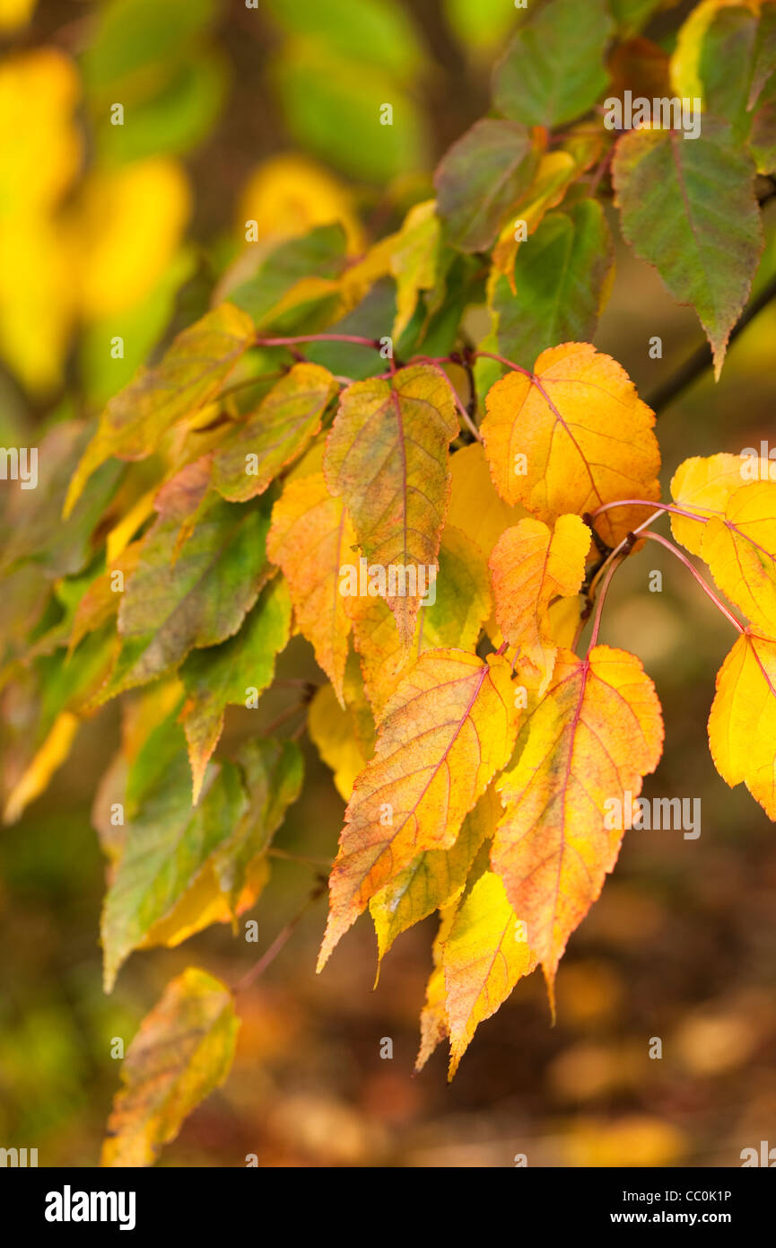 Acer caudatifolium, Snakebark Maple, in autumn Stock Photo