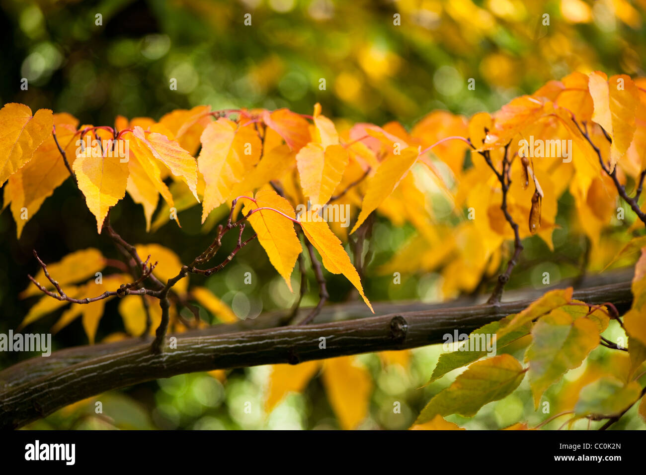 Acer caudatifolium, Snakebark Maple, in autumn Stock Photo