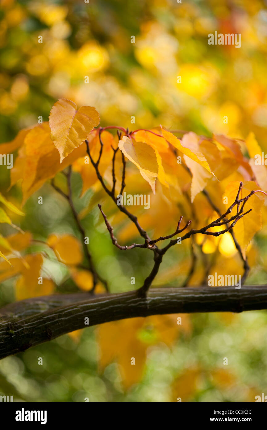 Acer caudatifolium, Snakebark Maple, in autumn Stock Photo