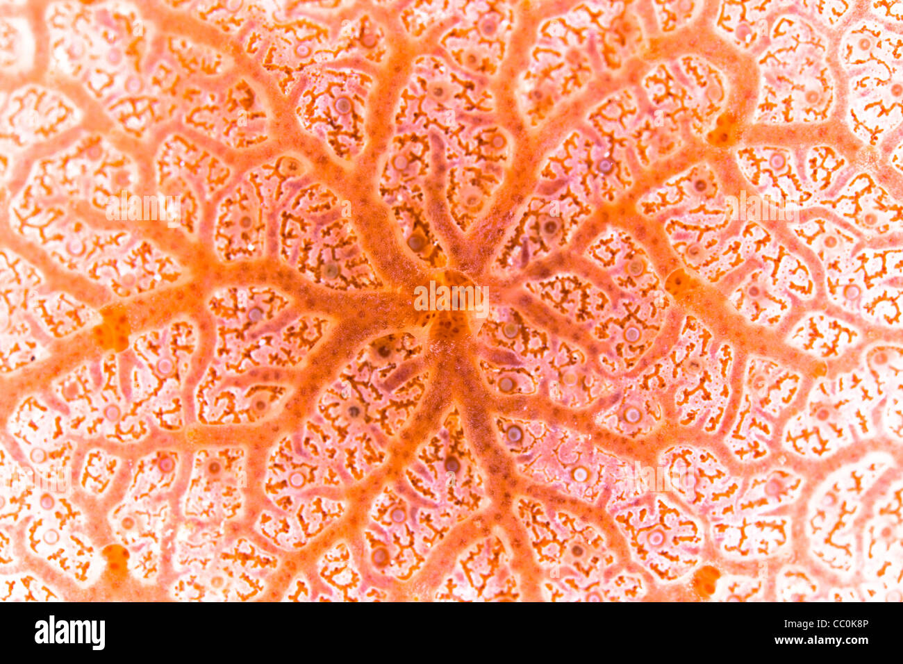 Encrusting sponge, Clathria sp, detail. This genus takes the shape of whatever it begins growing on. Stock Photo