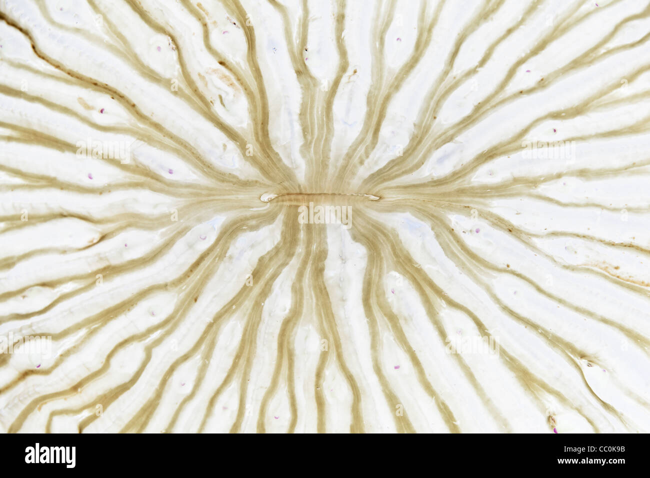 Unidentified cnidarian mouth detail. Buyat Bay, North Sulawesi, Indonesia, Pacific Ocean. Stock Photo