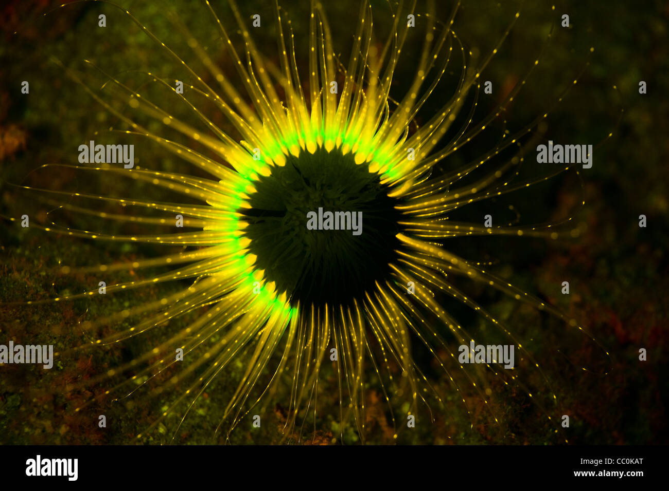 Cerianthid tube anemone fluorescing under blue wavelengths of light. The advantage of fluorescence is still unknown. Stock Photo