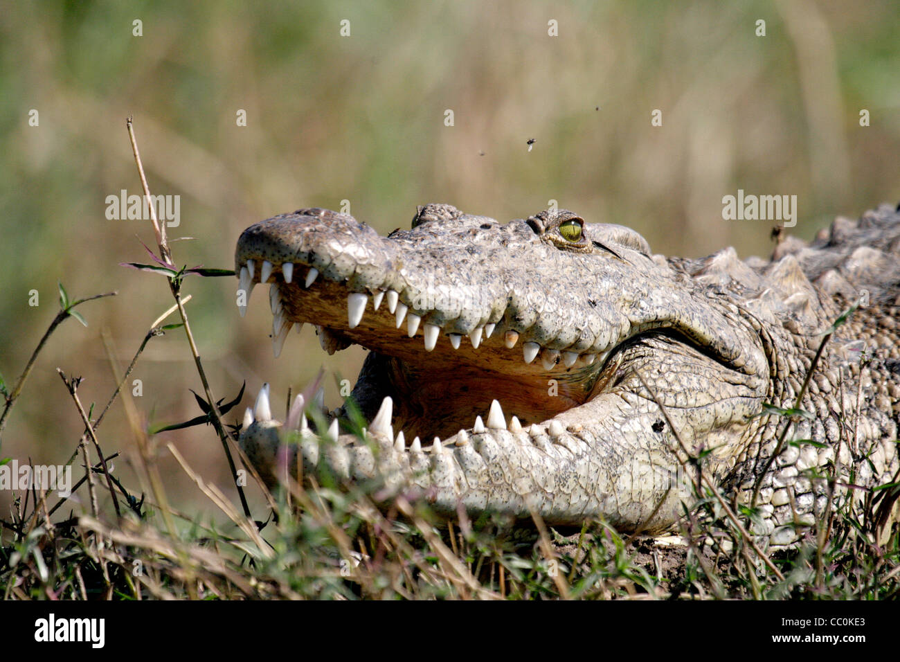 Nile Crocodile basking on the banks of the Zambezi River Stock Photo