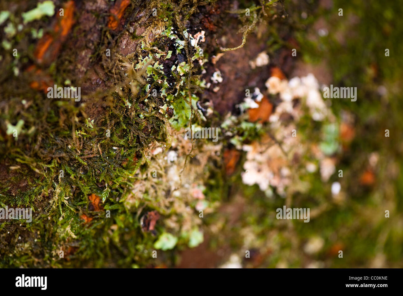 Lichen and moss growing on the trunk of a Prunus Sargentii, Sargent's Cherry tree Stock Photo