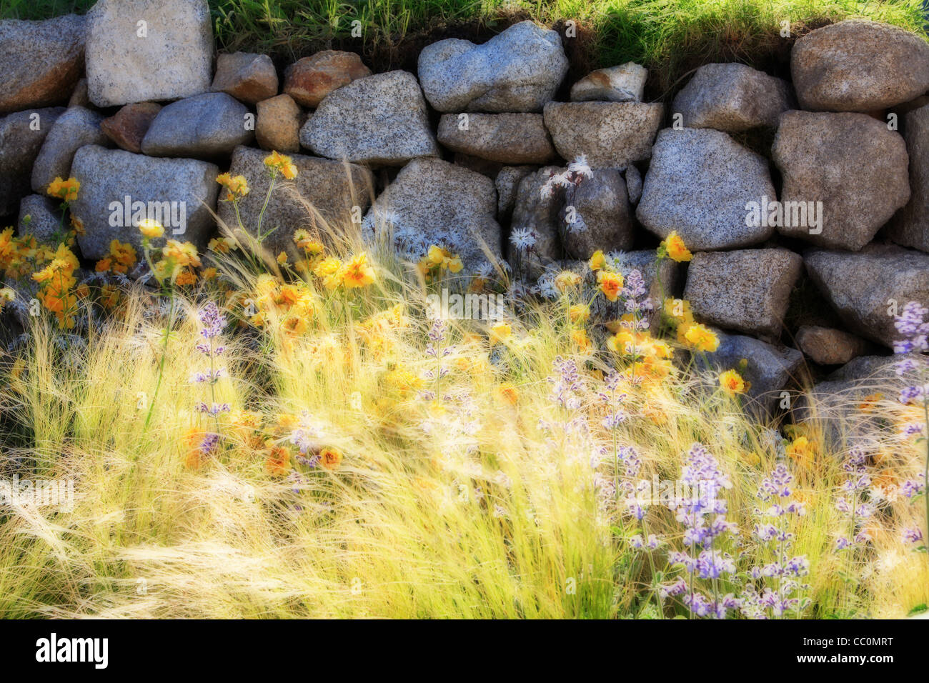 Wild flowers against a stone wall. Ireland Stock Photo Alamy