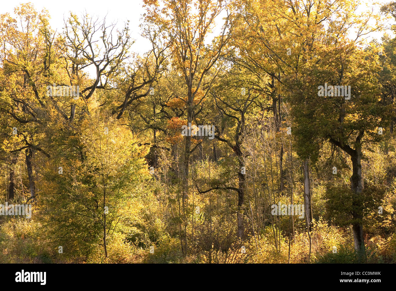 Silk wood tree hires stock photography and images Alamy
