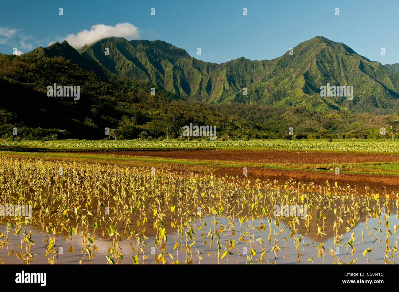 Fields, agriculture, water, Kauai, Hawaii Stock Photo