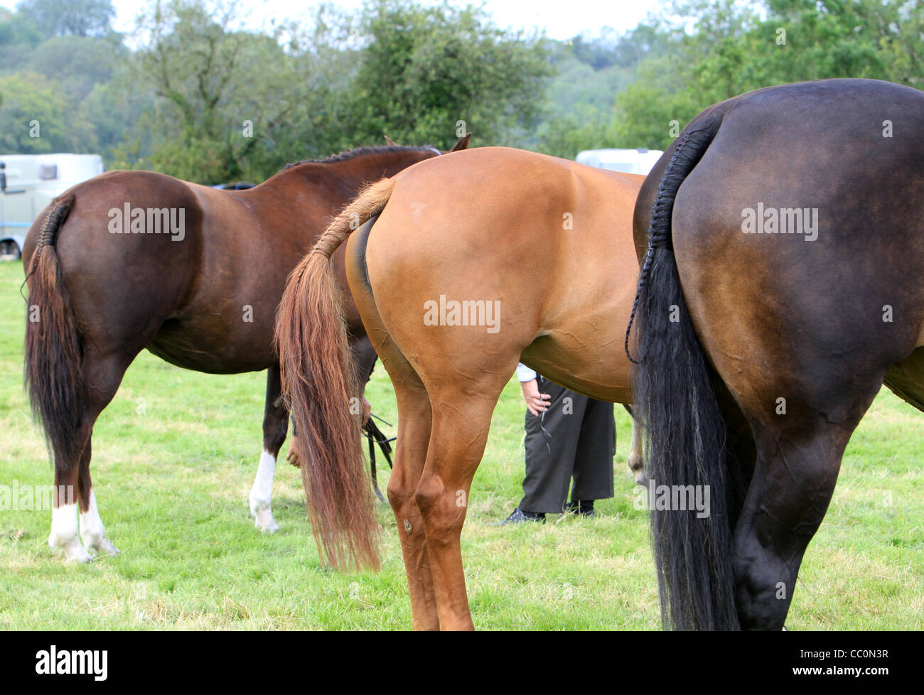 Horses Rear End Stock Photos & Horses Rear End Stock Images - Alamy