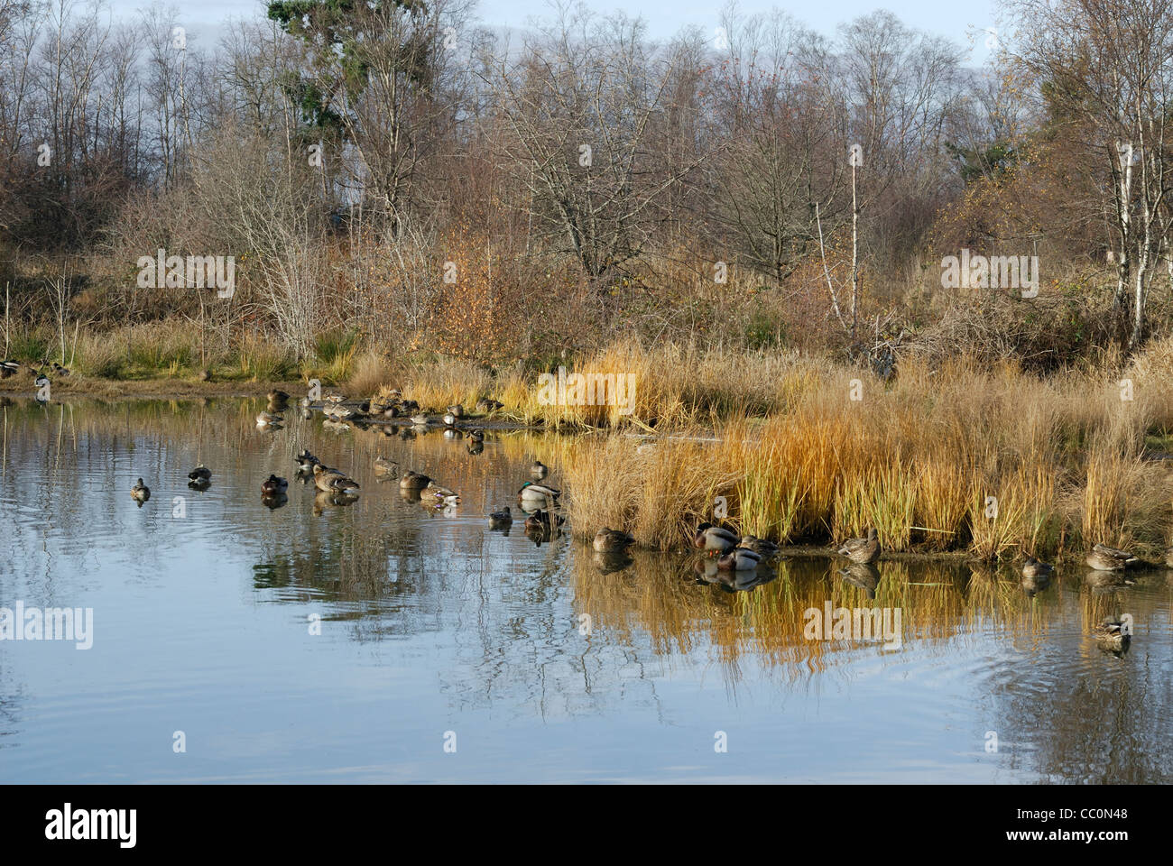 Duck pond at George C. Reifel Migratory Bird Sanctuary located in Ladner, British  Columbia. Stock Photo