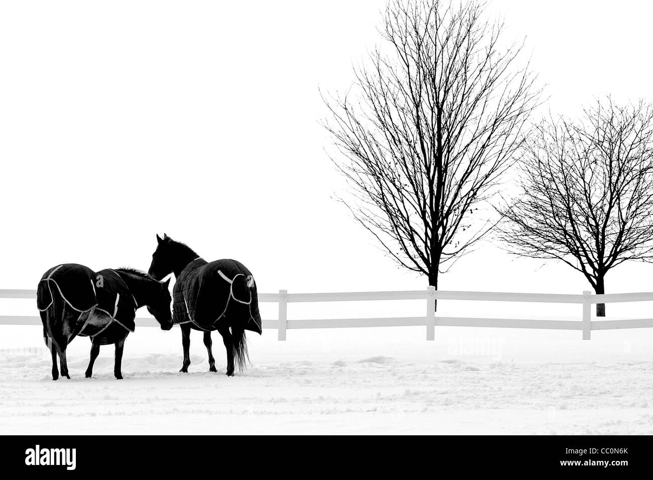 Two Horses, Two Trees Stock Photo Alamy