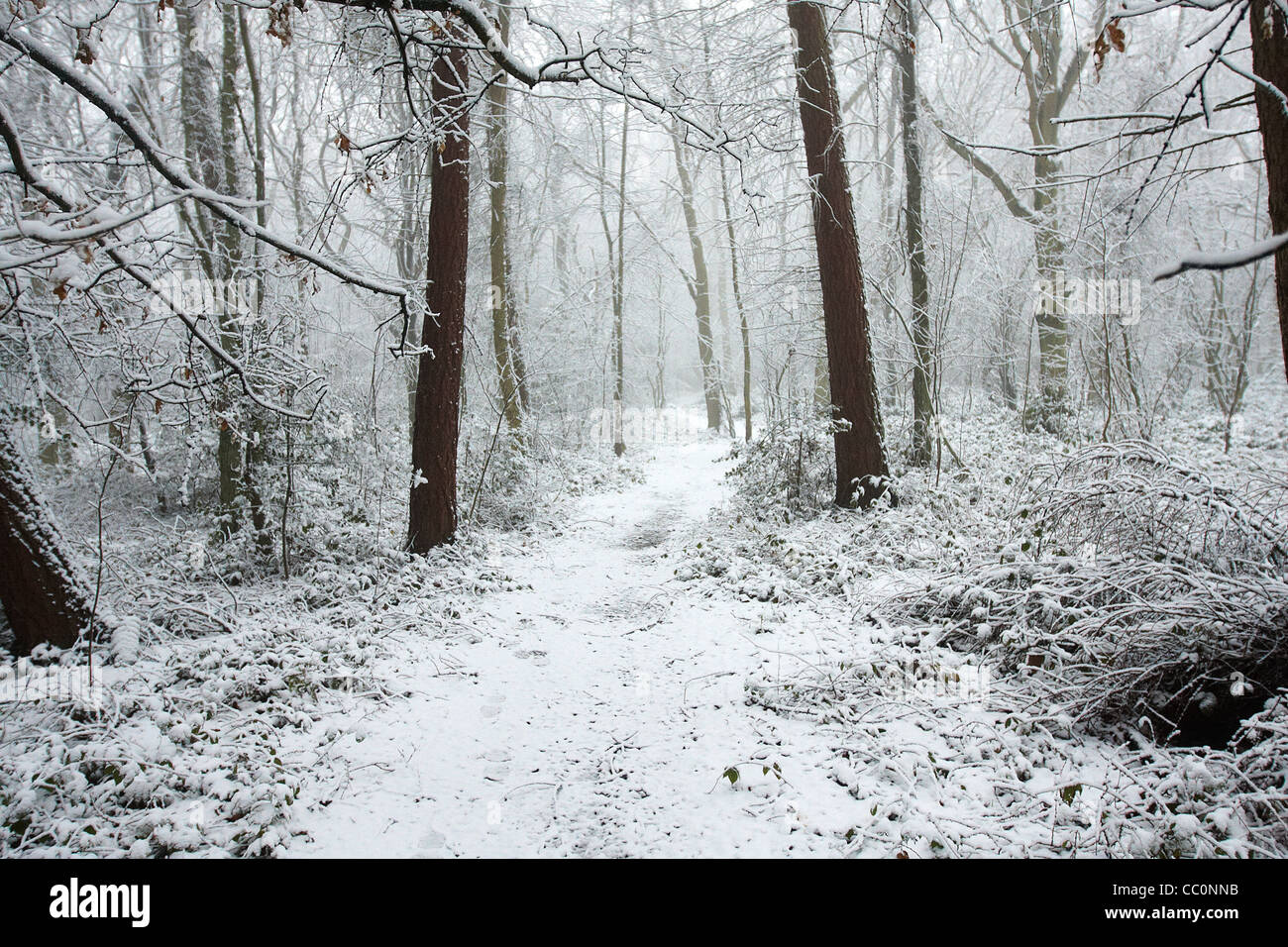 Snow covered trees on Coombe Hill, nr Wendover, Buckinghamshire (see