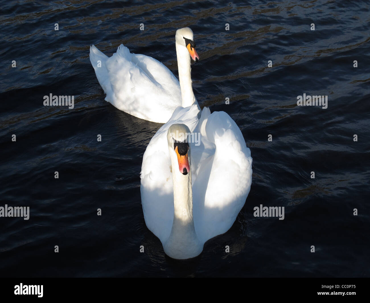 Two white swans swimming in the river.  Pure, beautiful, royal birds. Stock Photo