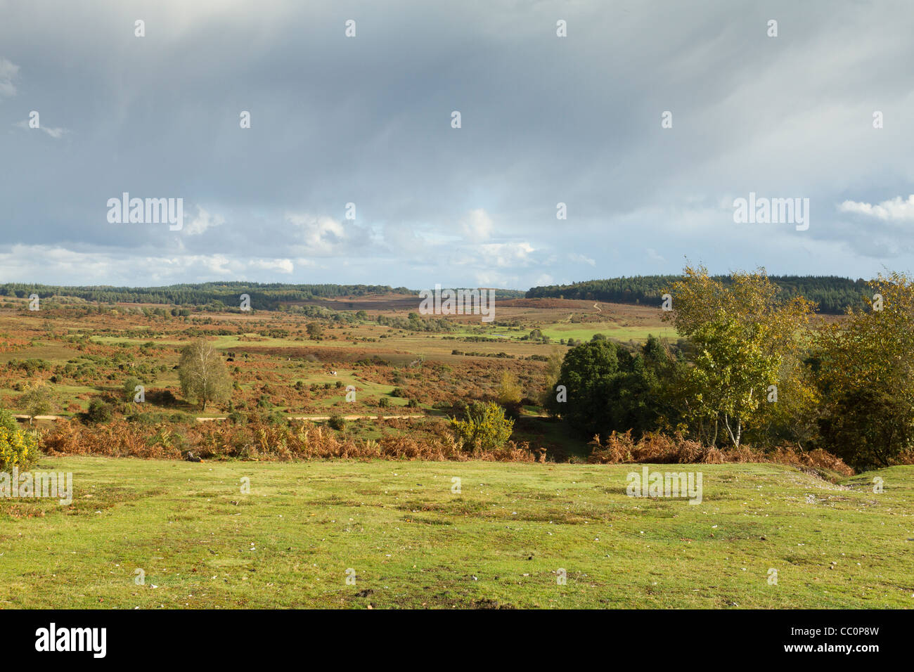 View of New Forest National Park low moorland from the Frogham area