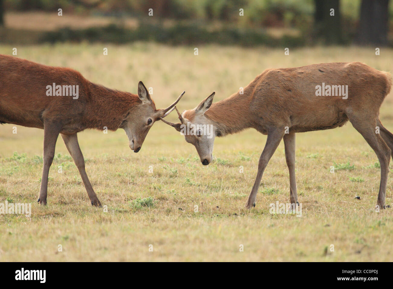 Two young stag deer play fighting and locking horns Stock Photo Alamy