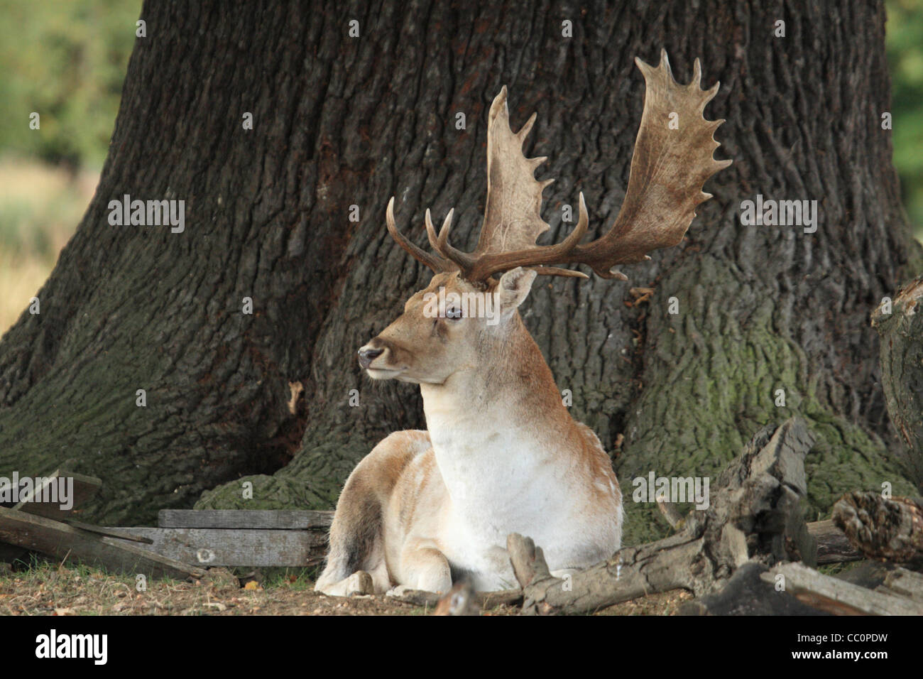 Close up of fallow buck deer laying down in front of large tree Stock