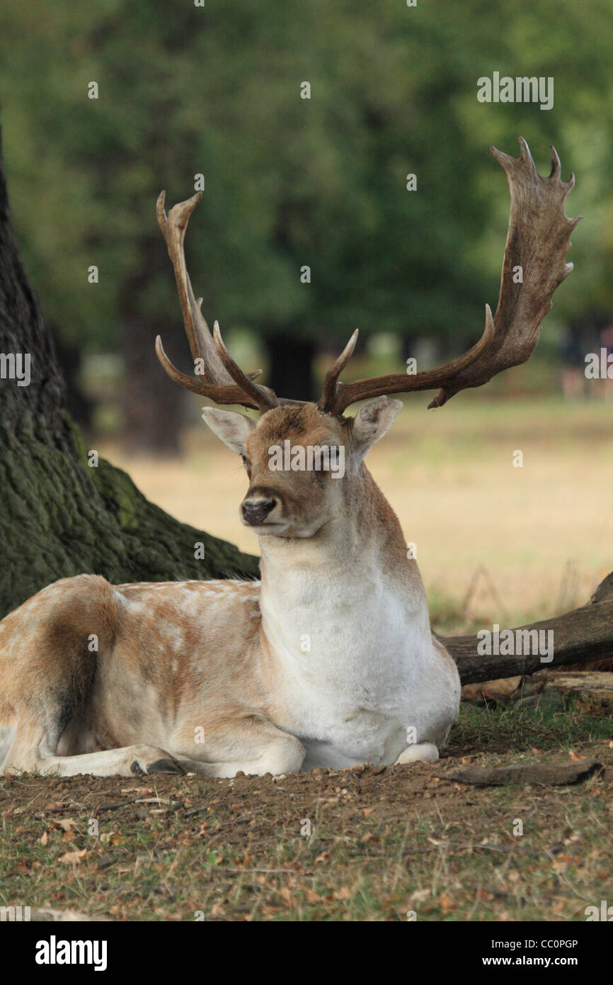 Fallow buck deer laying down next to tree Stock Photo Alamy