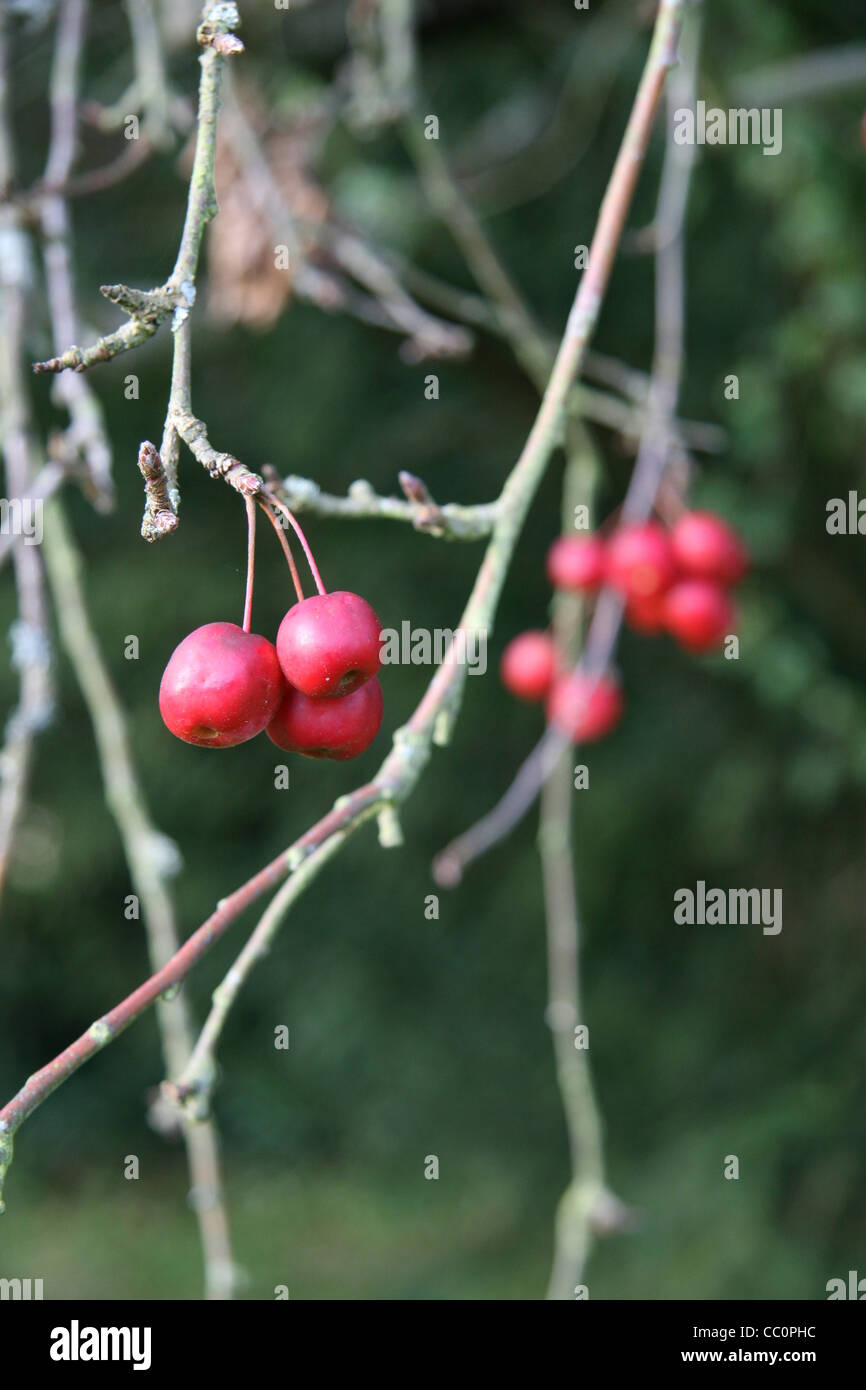 Red crab apples hanging from tree branch Stock Photo Alamy